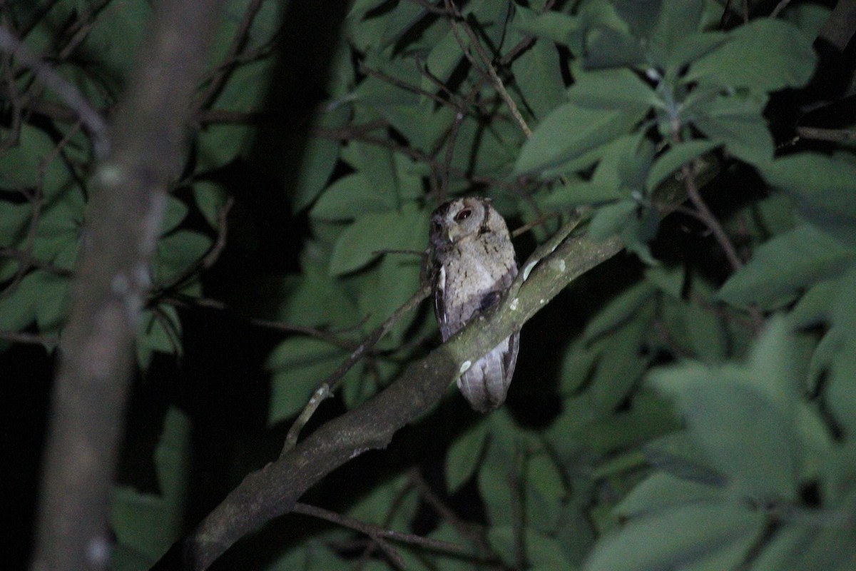 Collared Scops-Owl - Gowthama Poludasu