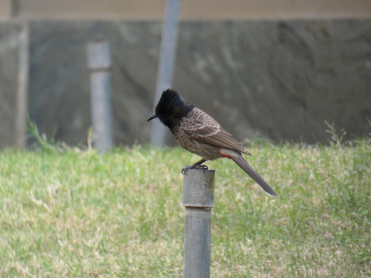 Red-vented Bulbul - ML404442751