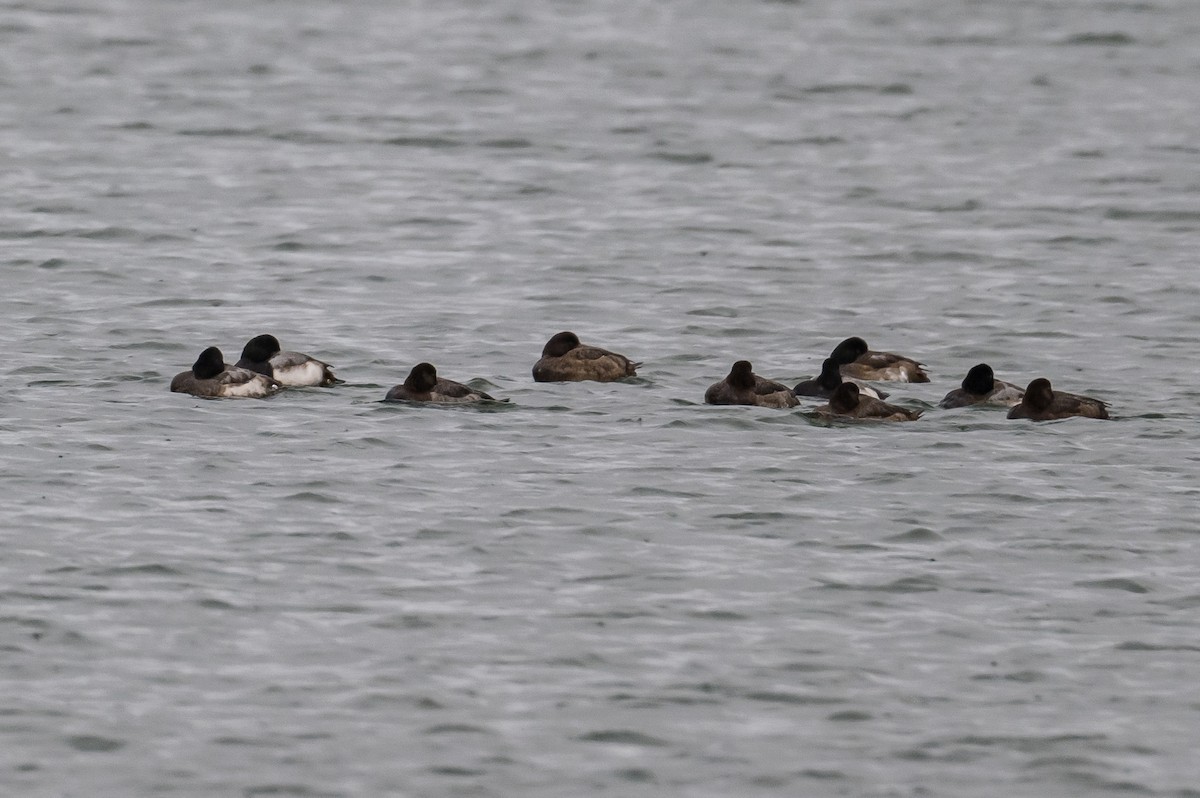 Greater Scaup - ML404445381