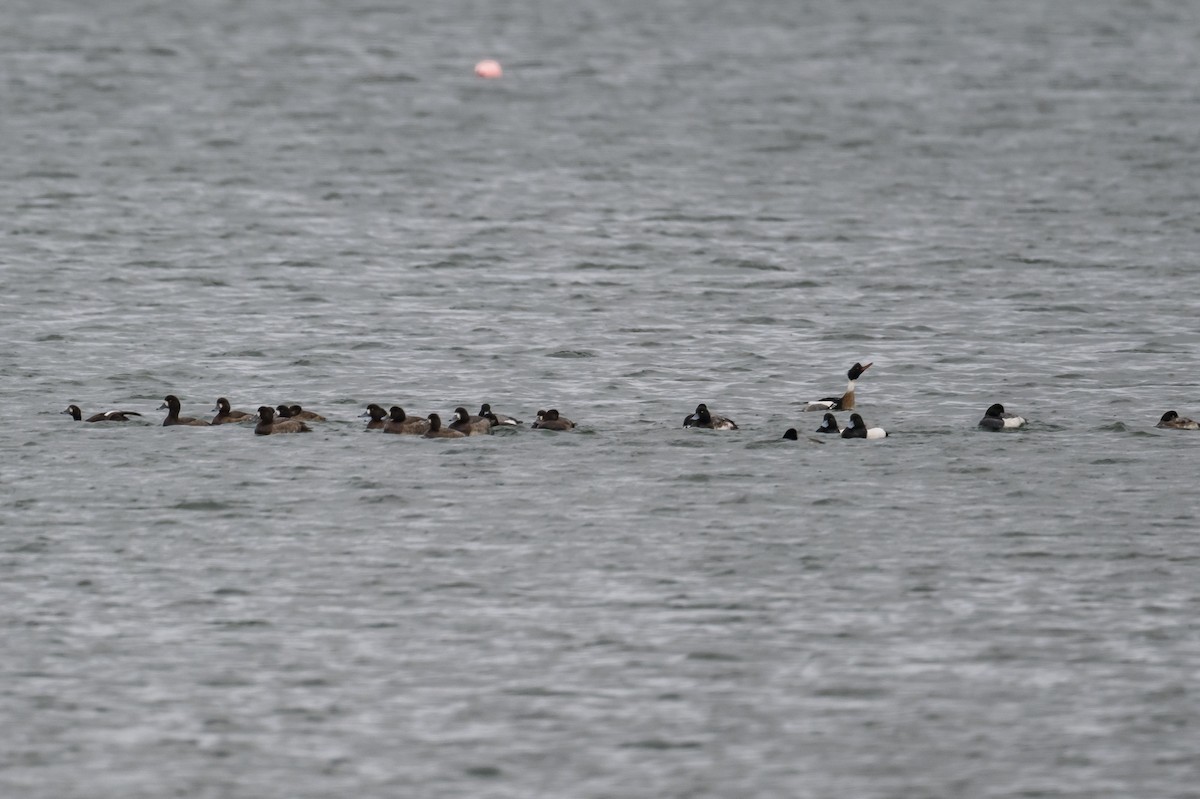 Greater Scaup - ML404445391