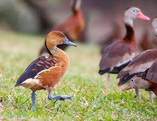 Fulvous Whistling-Duck, ML404446261