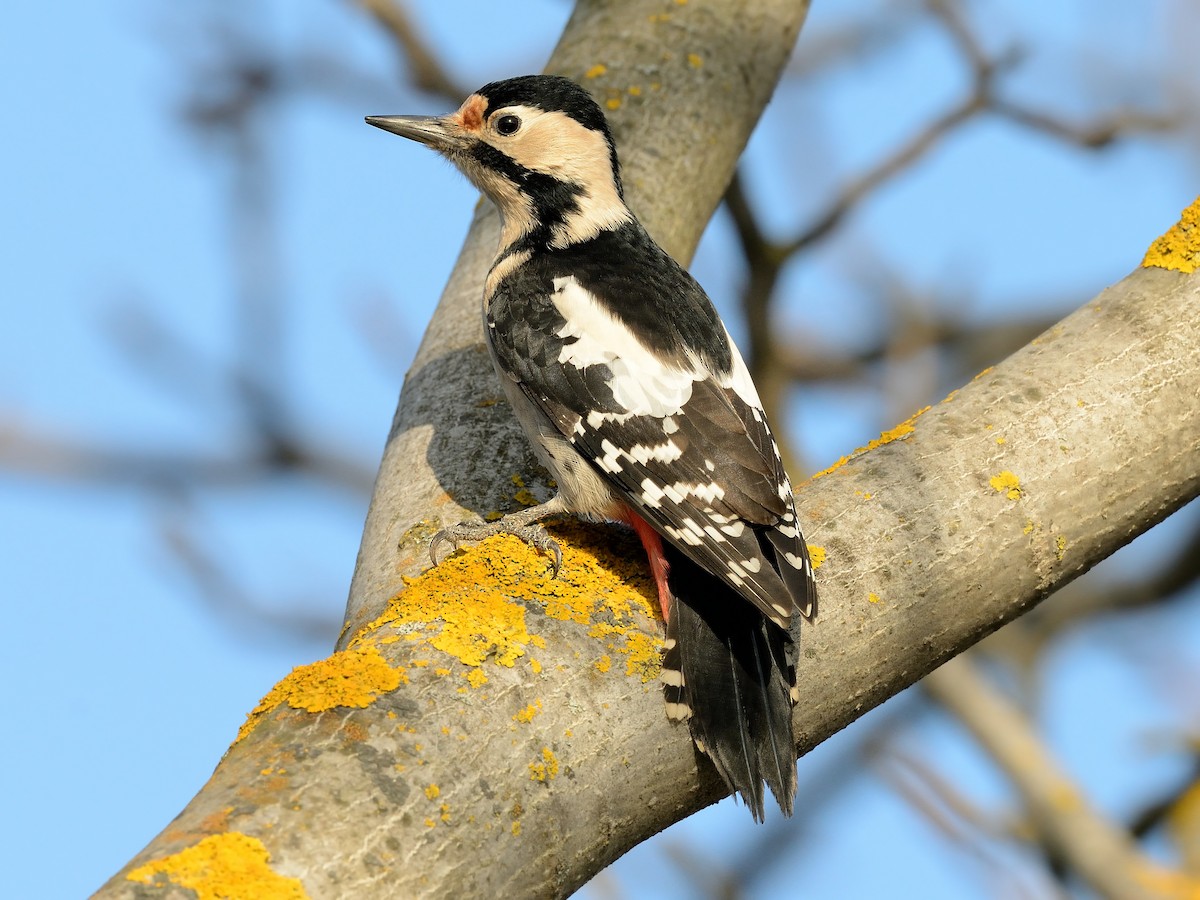 Syrian Woodpecker - ML404446301