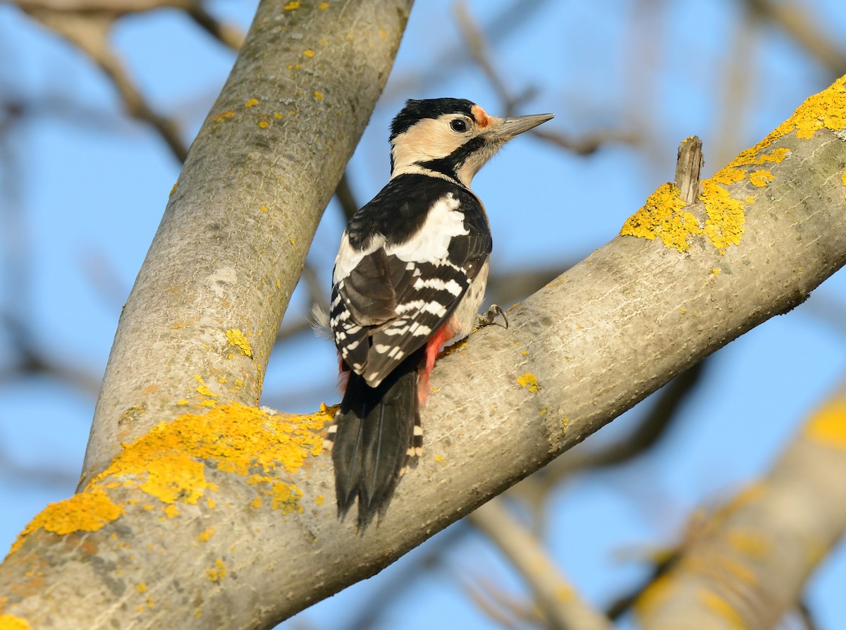 Syrian Woodpecker - ML404446331