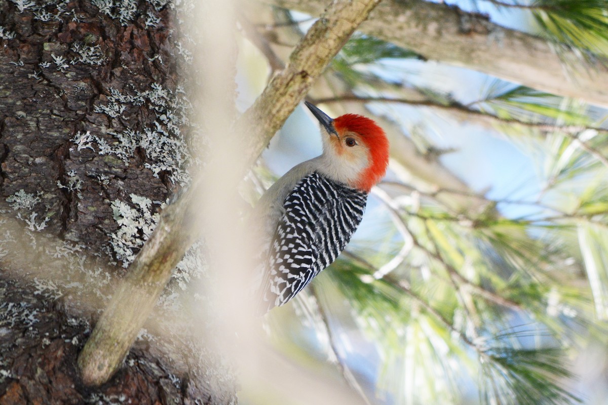 Red-bellied Woodpecker - ML404447161