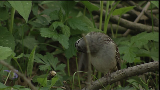 White-crowned Sparrow - ML404449