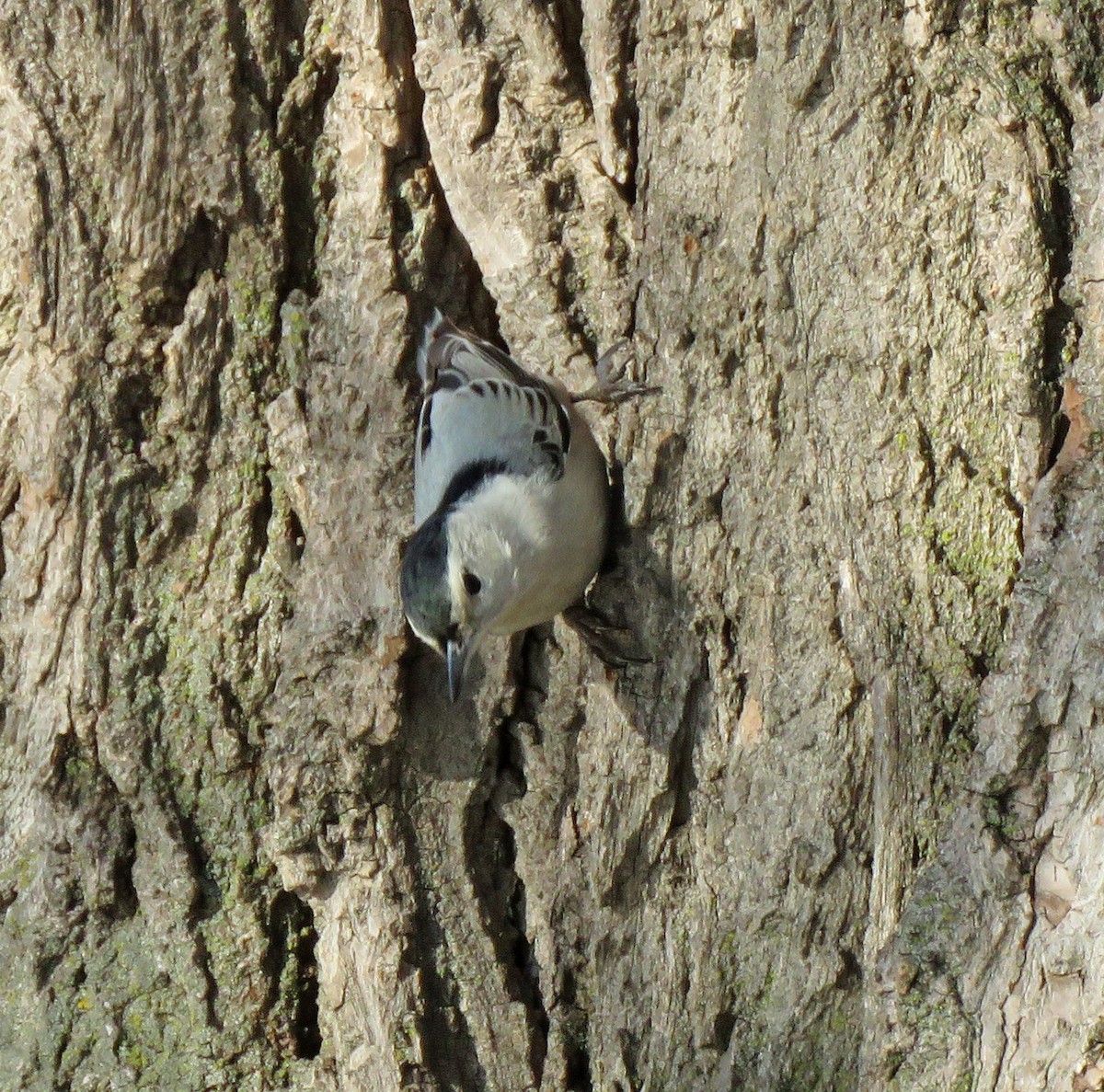 White-breasted Nuthatch - Eric D Gyllenhaal