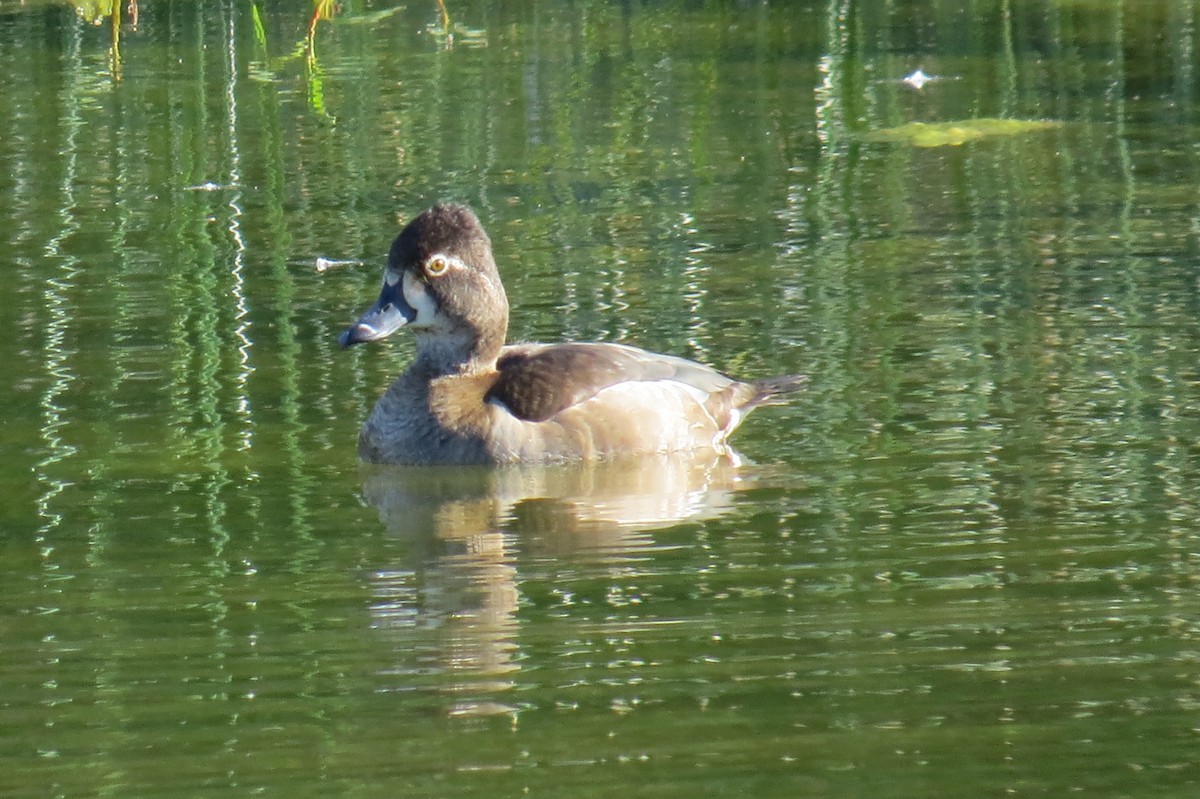 Ring-necked Duck - ML40445901
