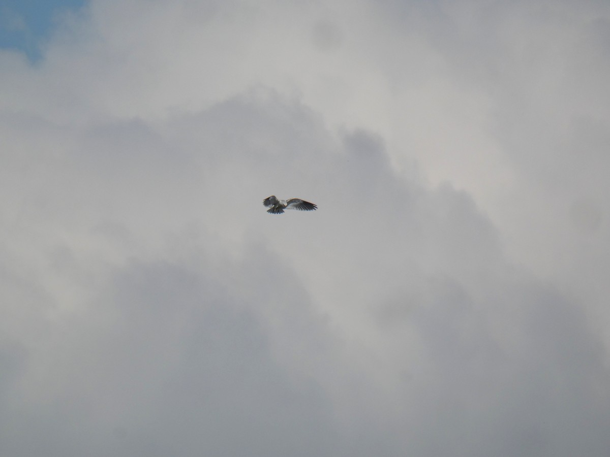 Black-winged Kite - ML404463161