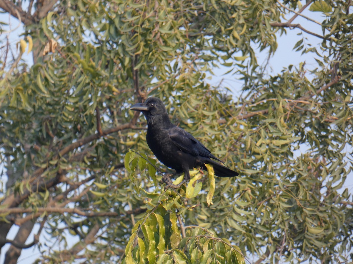 Large-billed Crow (Indian Jungle) - ML404463181