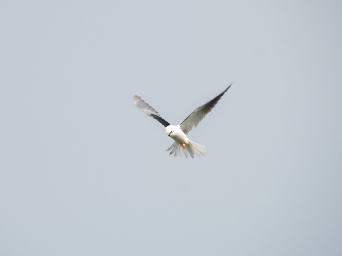 White-tailed Kite - ML404468121