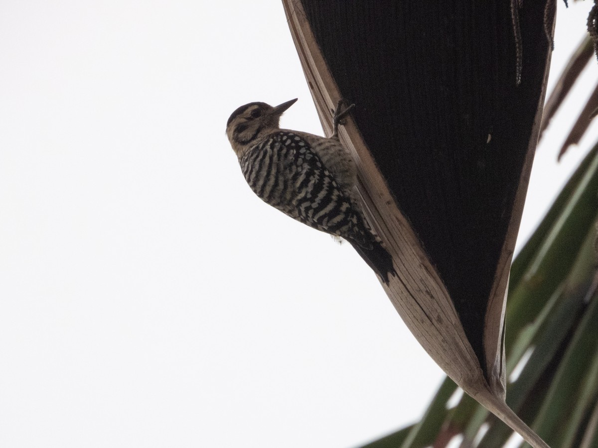 Ladder-backed Woodpecker - Ivani Martínez Paredes