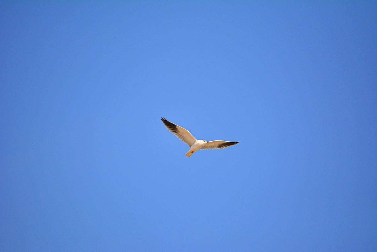 Black-winged Kite - ML404471901