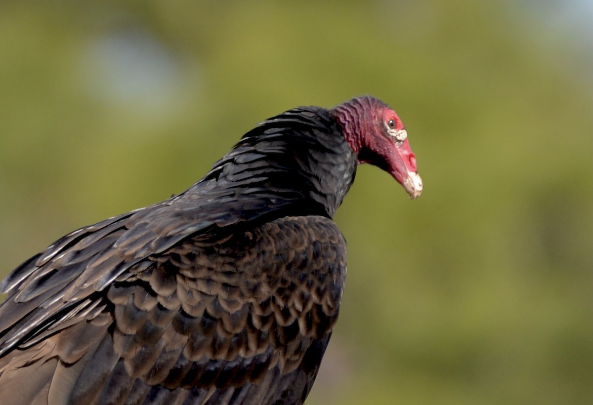 Turkey Vulture - Gloria Markiewicz