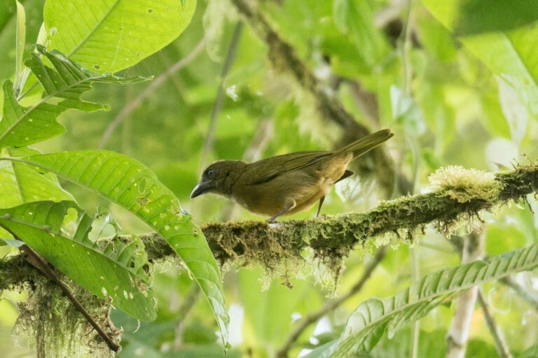 Ochre-breasted Tanager - ML40447301