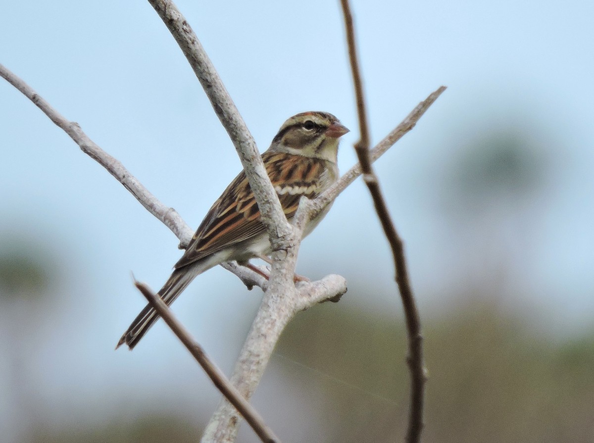 Chipping Sparrow - ML40447481