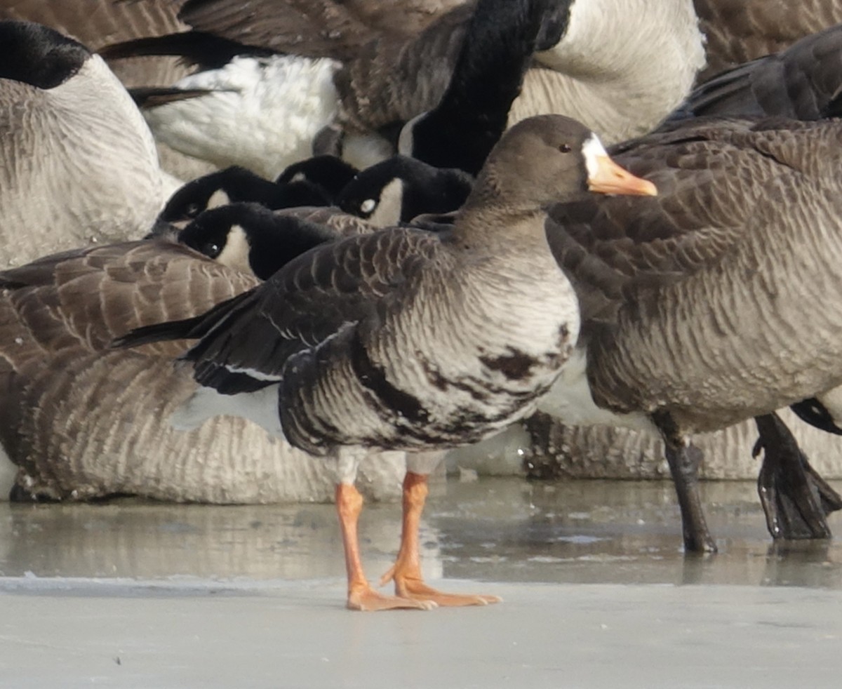Greater White-fronted Goose - Mark Haindfield