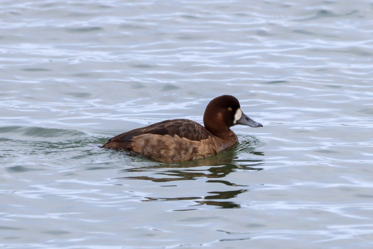 Greater Scaup - ML404477631