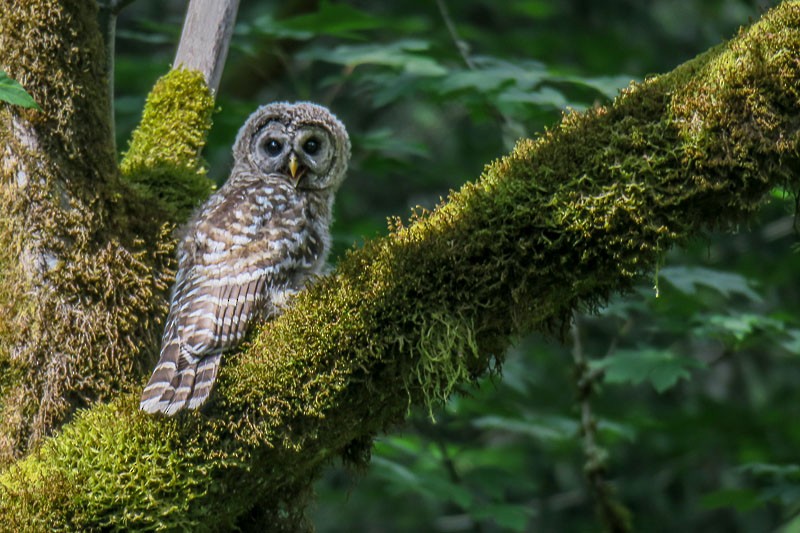 Barred Owl - Brian Pendleton