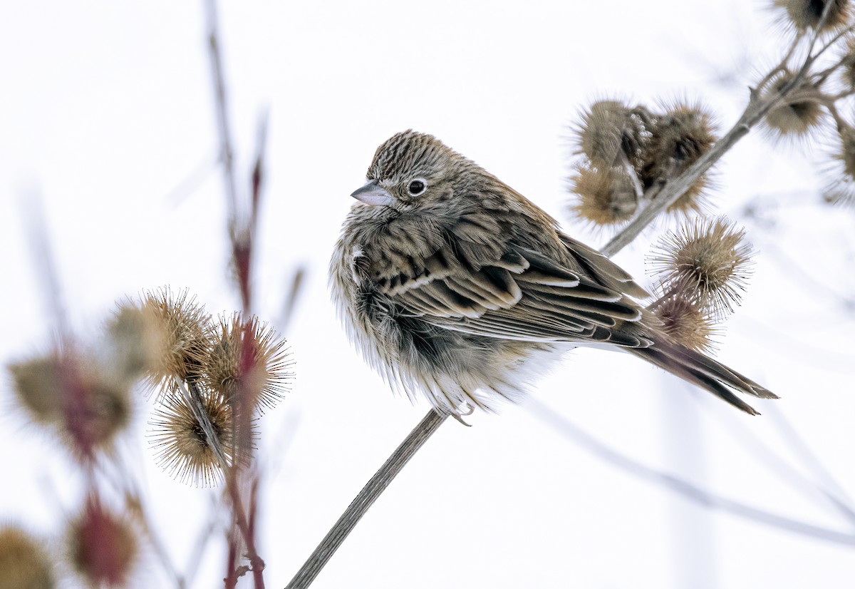 Vesper Sparrow - Suzanne Labbé