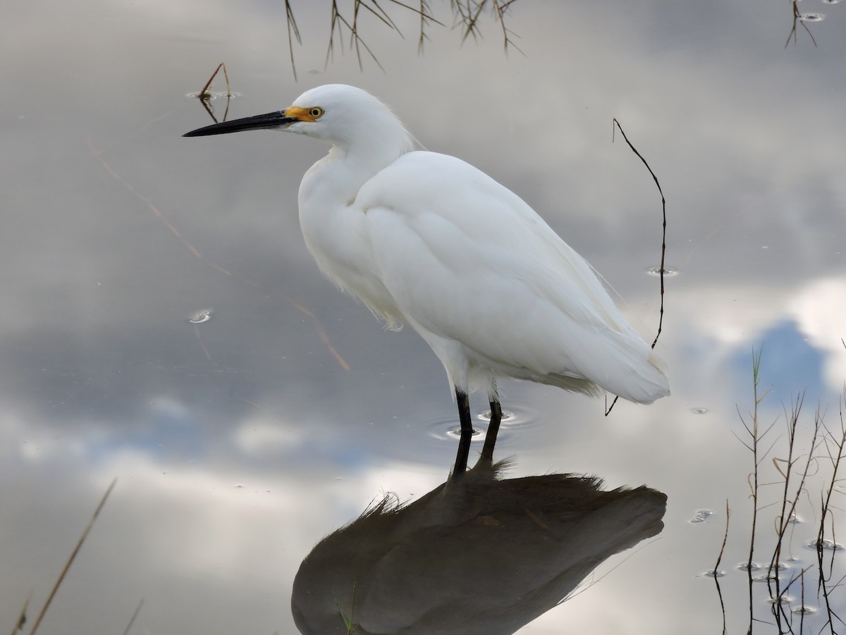 Snowy Egret - S. K.  Jones