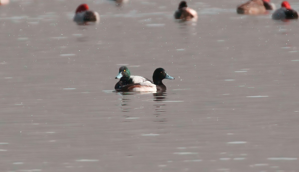 Greater Scaup - ML404484661