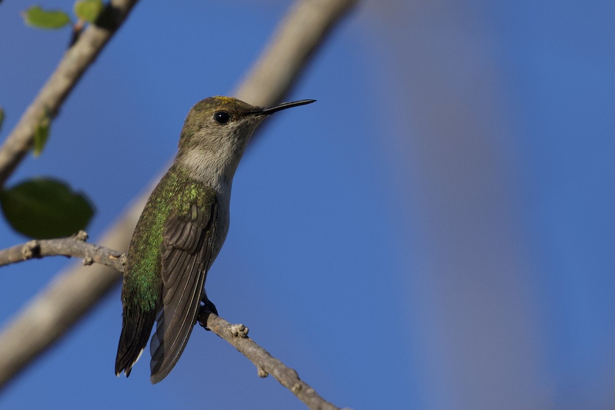 Vervain Hummingbird - Will Schenck