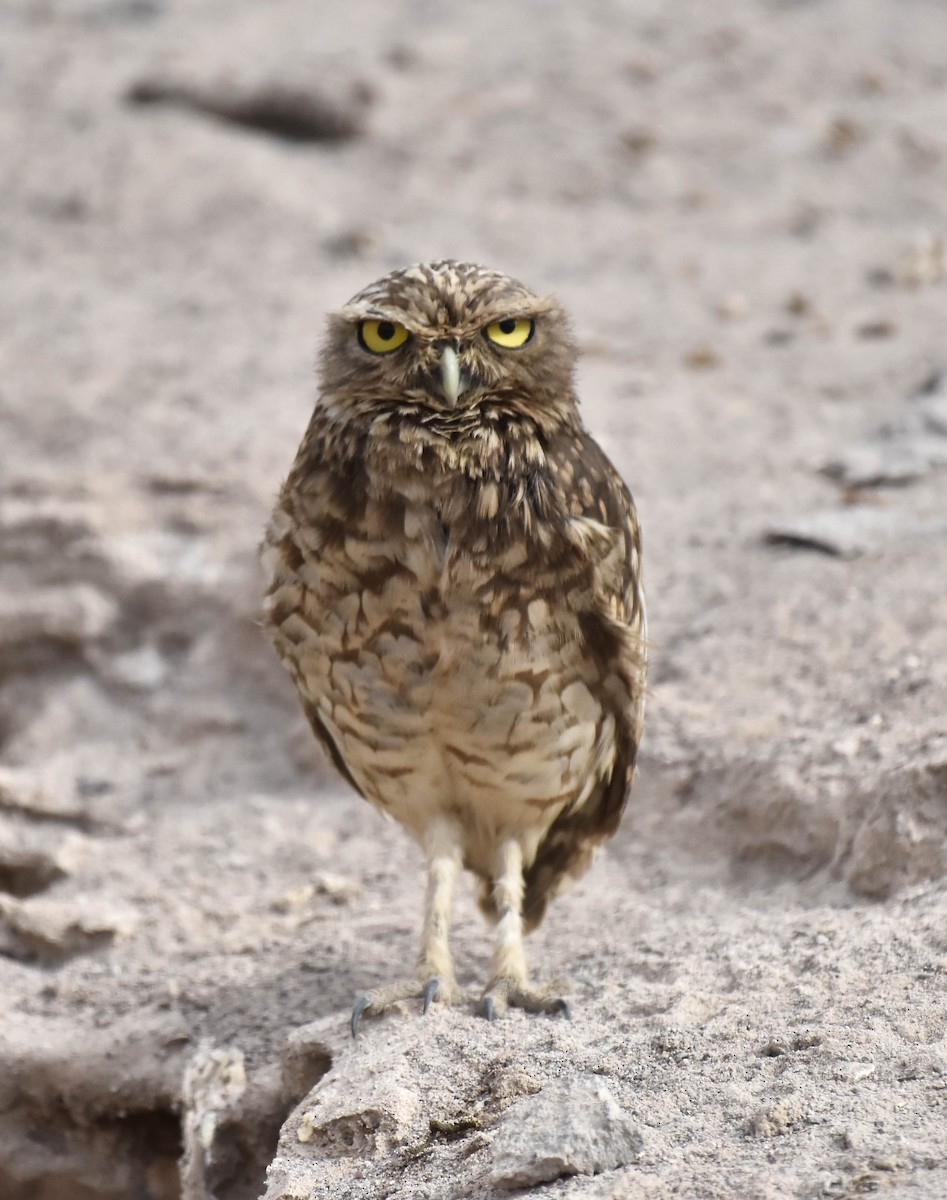 Burrowing Owl - VERONICA ARAYA GARCIA