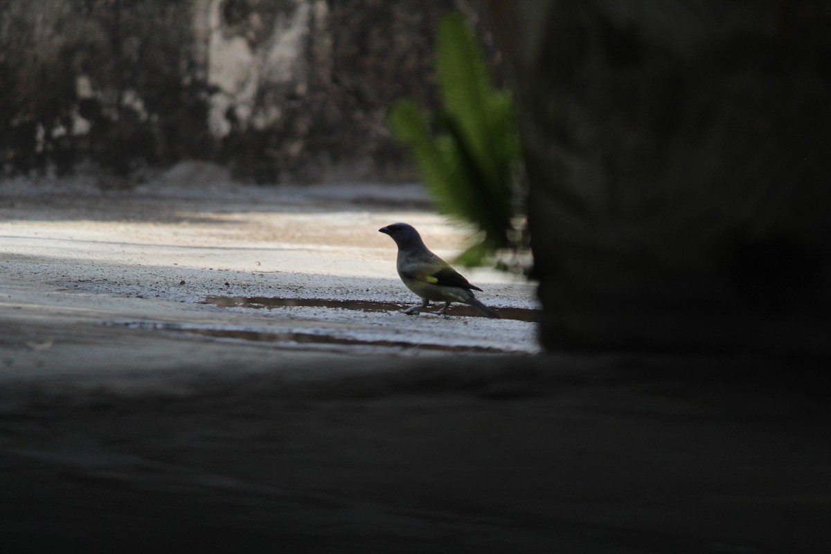 Yellow-winged Tanager - ML404506511