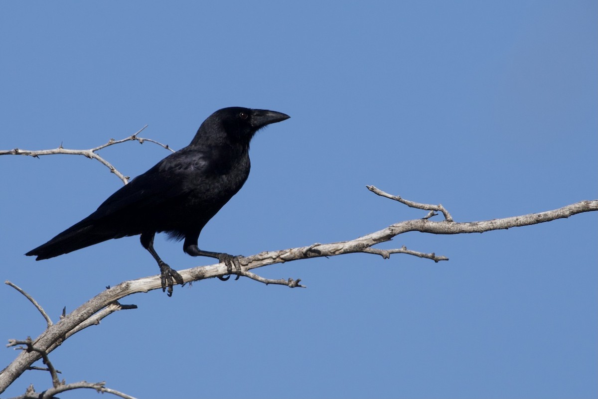 Hispaniolan Palm-Crow - Will Schenck