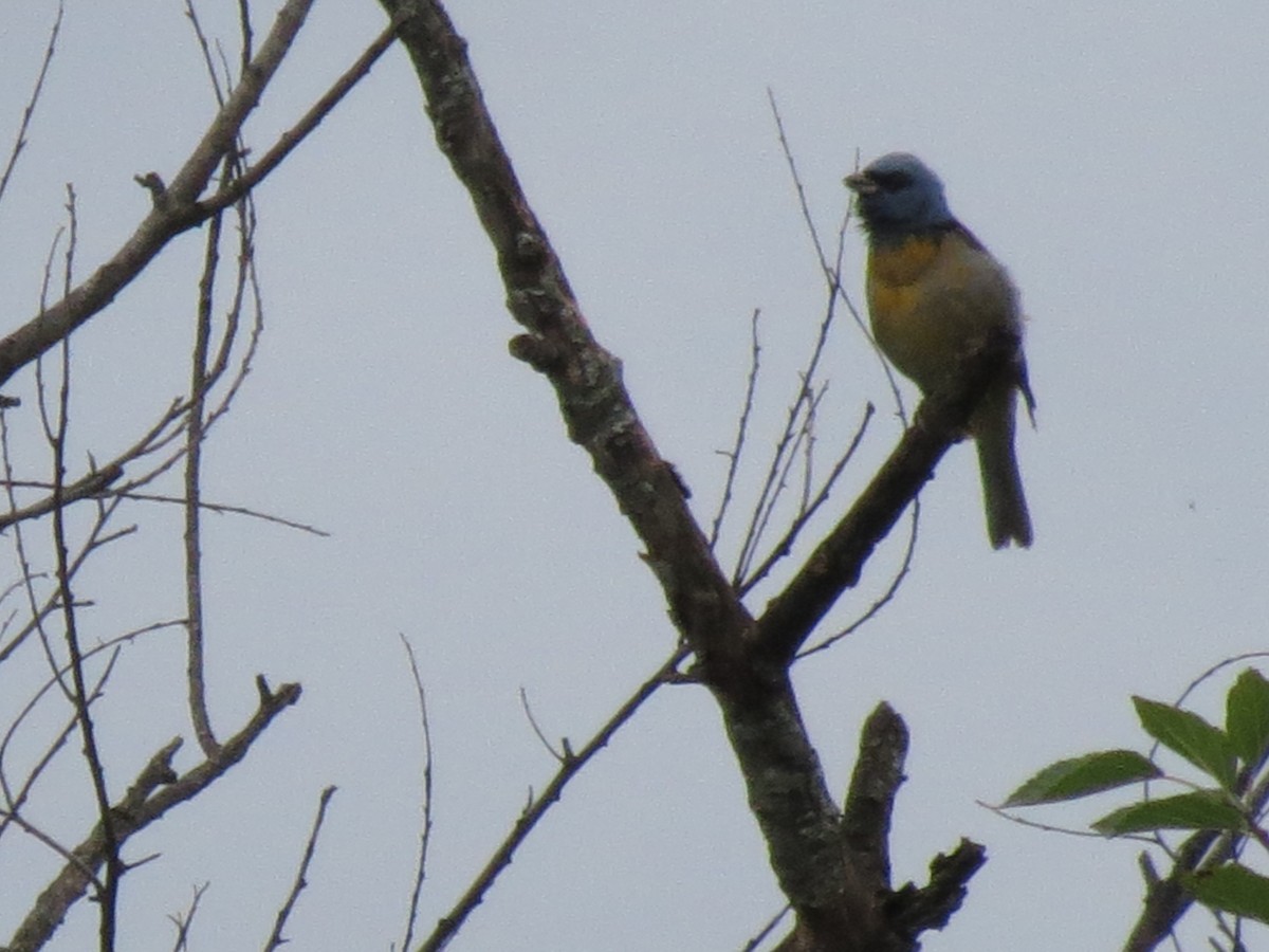 Blue-and-yellow Tanager - ML404507571