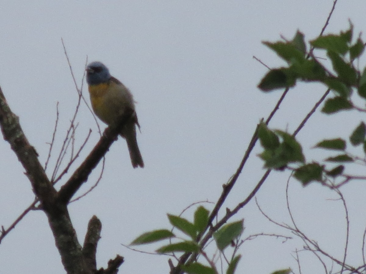 Blue-and-yellow Tanager - ML404507621