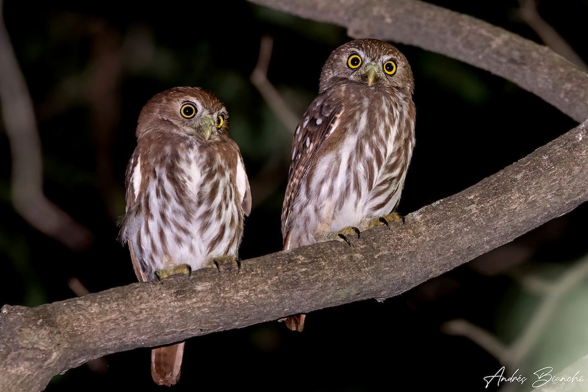 Ferruginous Pygmy-Owl - Andres Bianchi