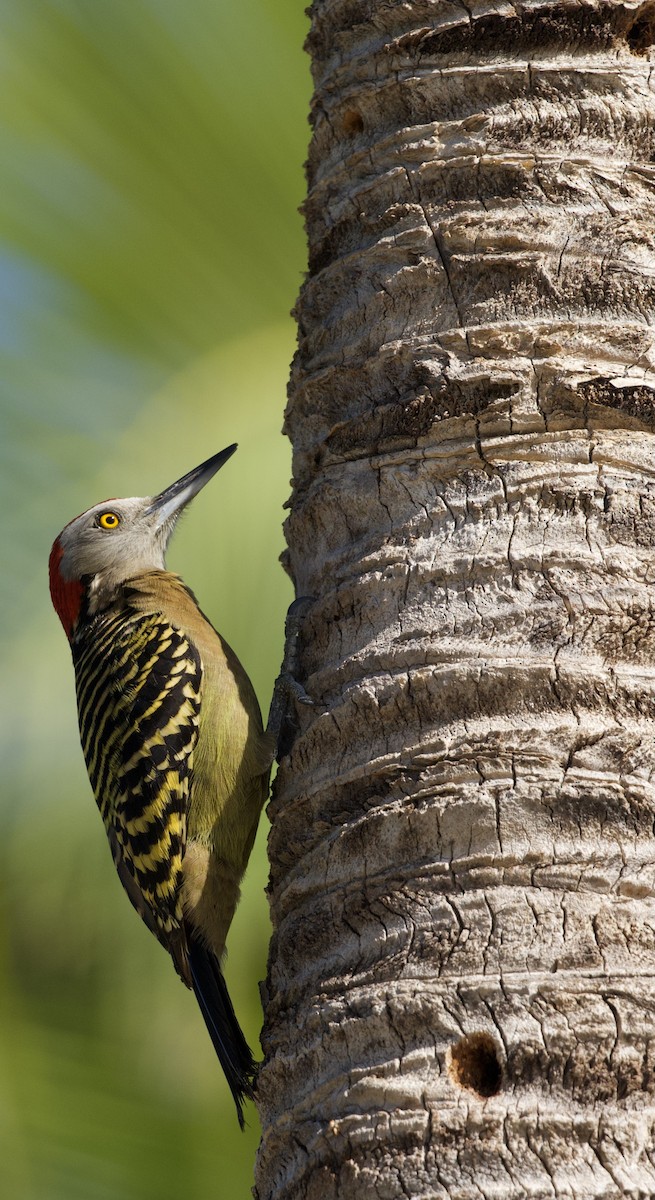 Hispaniolan Woodpecker - ML404514161