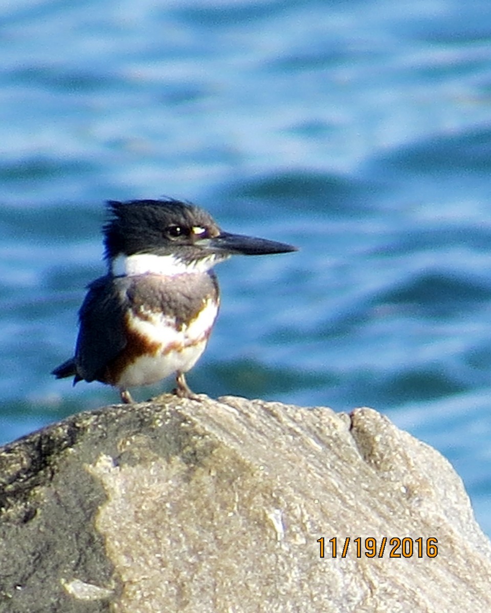 Belted Kingfisher - ML40451581
