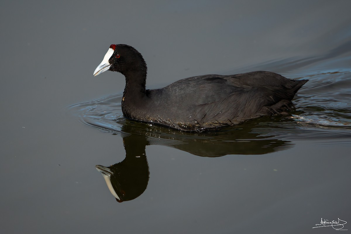 Red-knobbed Coot - ML404516661