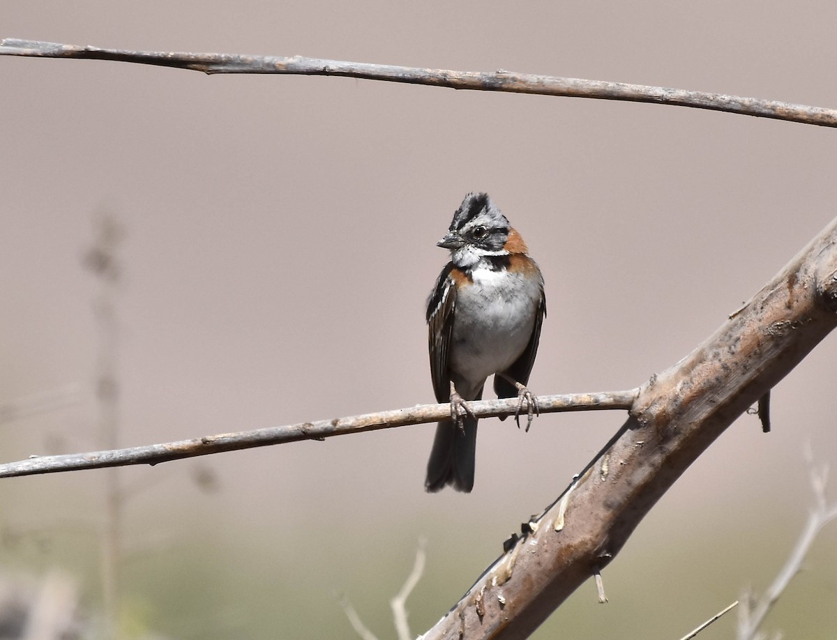 Rufous-collared Sparrow - VERONICA ARAYA GARCIA