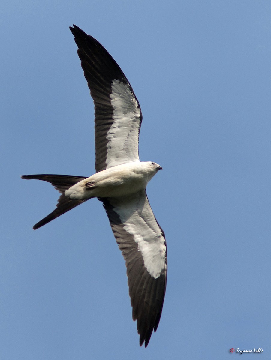 Swallow-tailed Kite - Suzanne Labbé