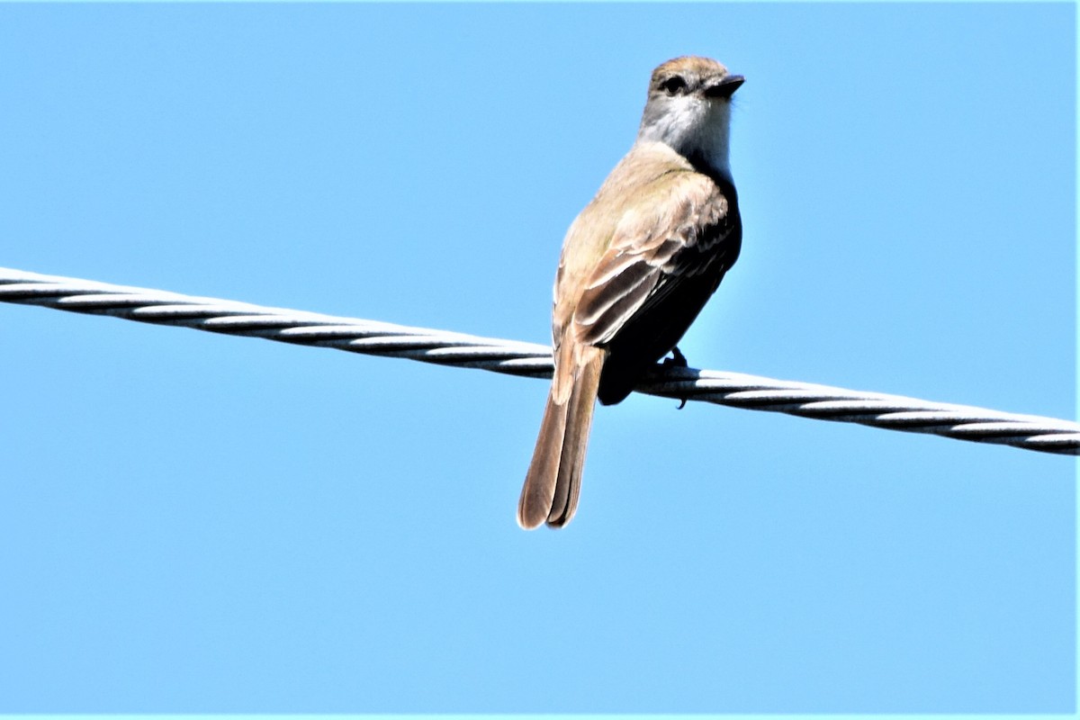 Brown-crested Flycatcher - ML404542081