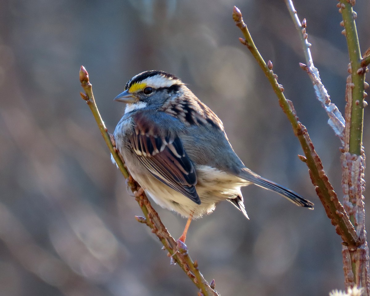 White-throated Sparrow - ML404542371