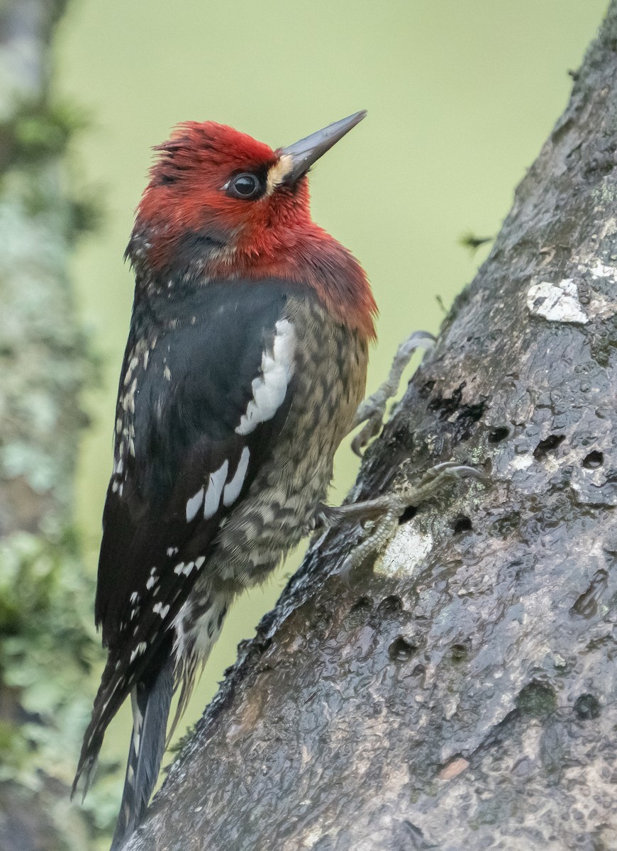 Red-breasted Sapsucker - ML404551291