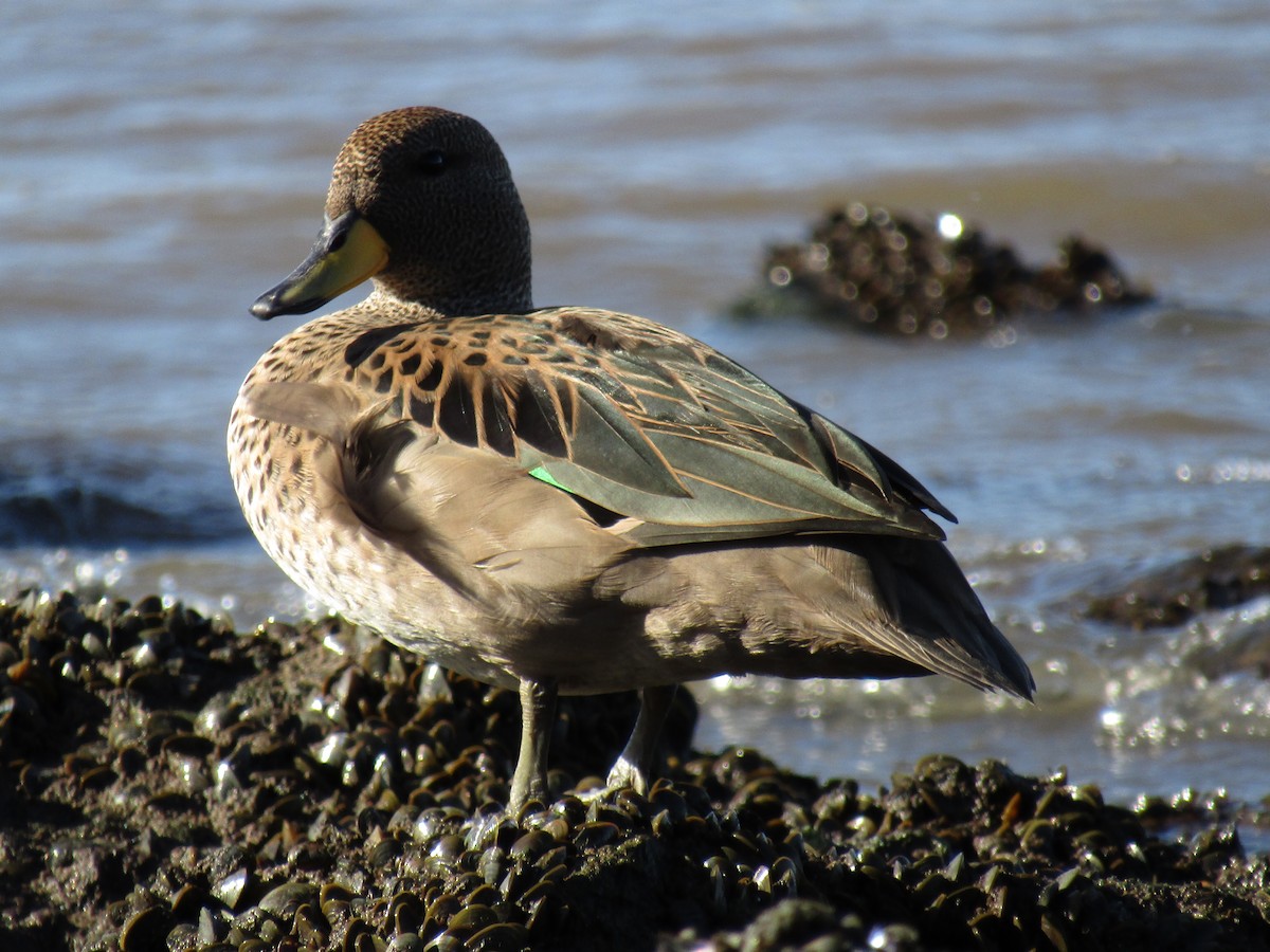 Yellow-billed Teal - Candela Castro