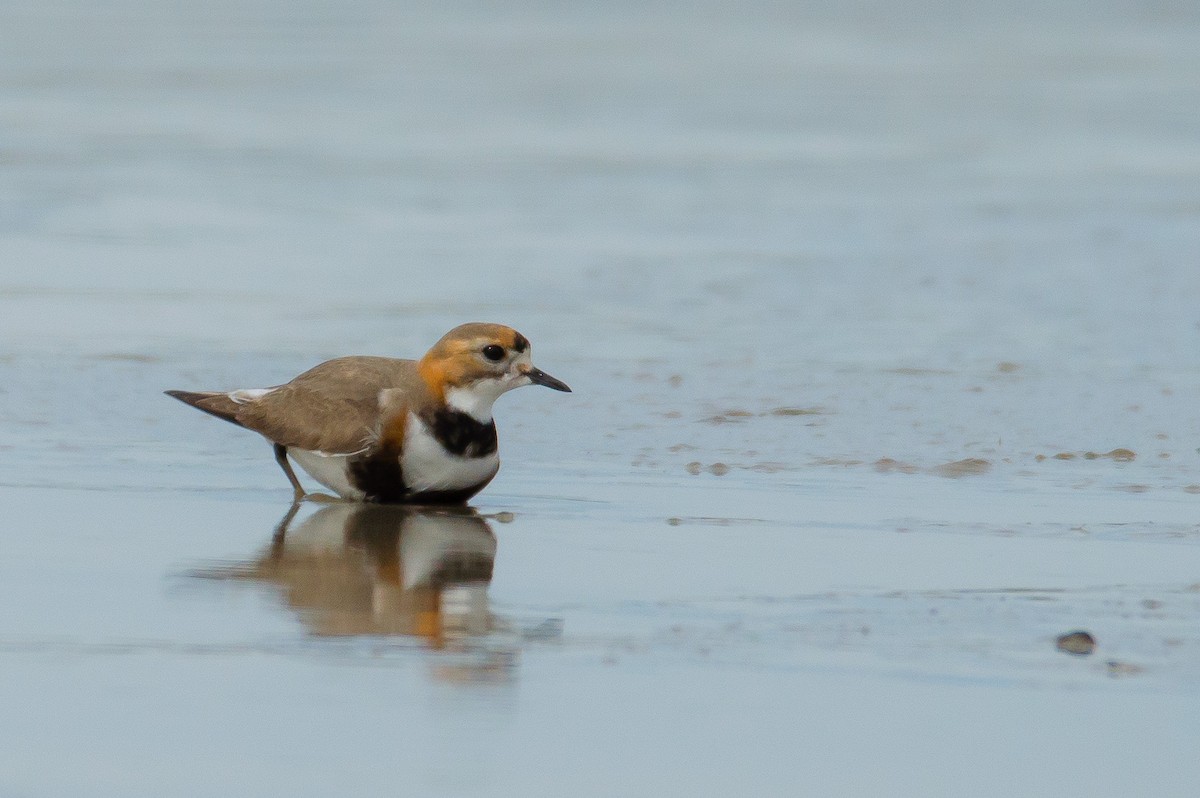 Two-banded Plover - ML404557851