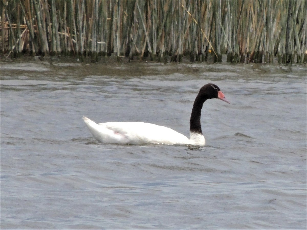 Black-necked Swan - Simón Pla García