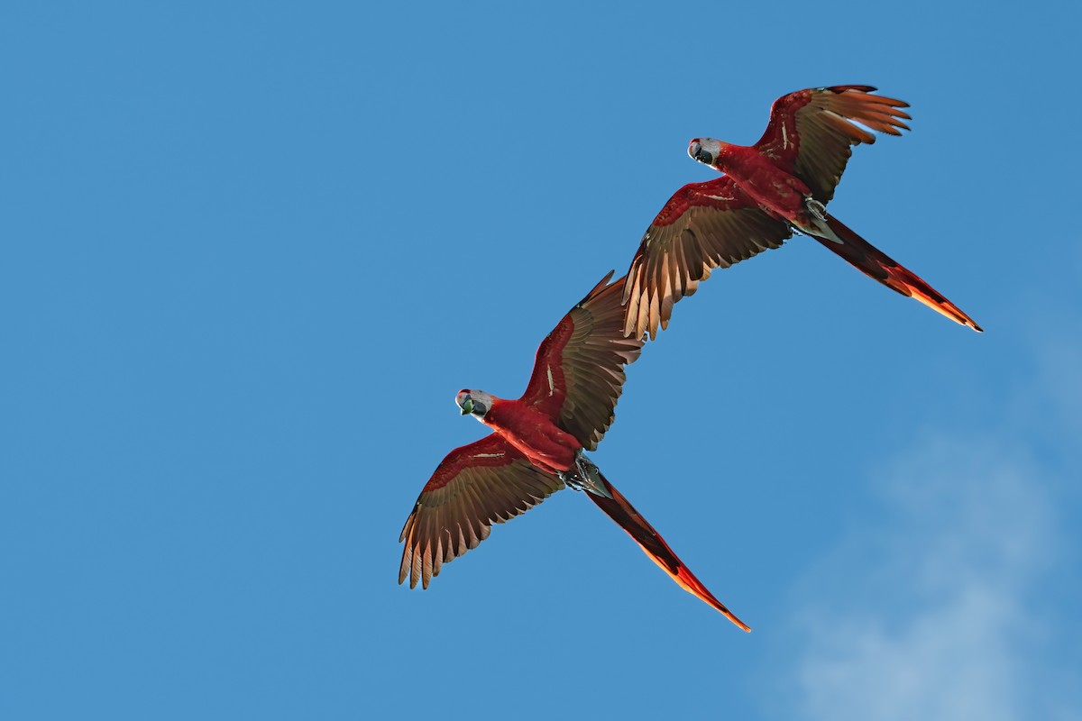 Scarlet Macaw - ML404561501