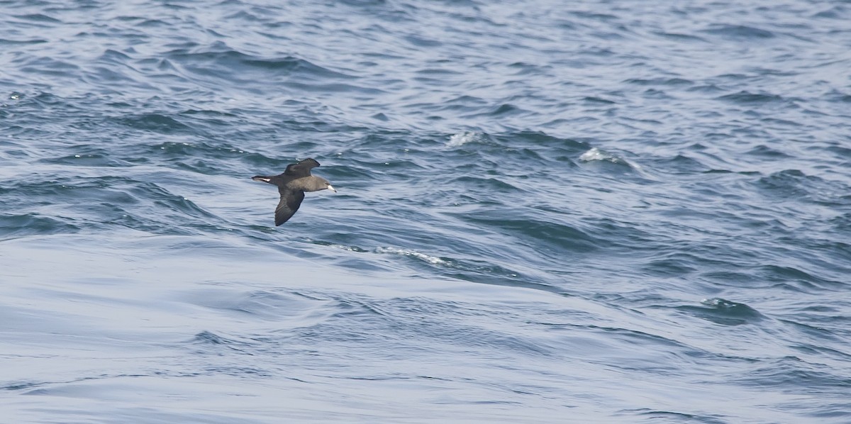 Flesh-footed Shearwater - ML40456171