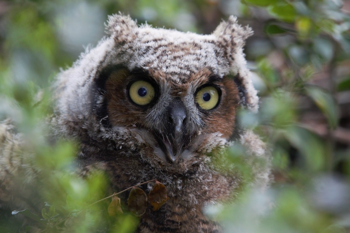 Great Horned Owl - Chloe Wilson