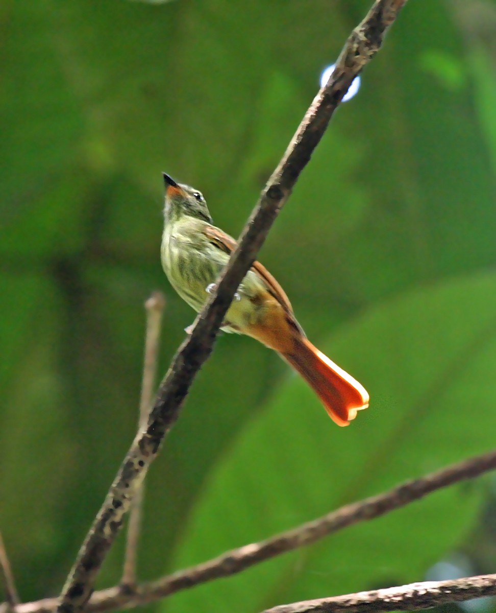 Rufous-tailed Flatbill - Peter Candido