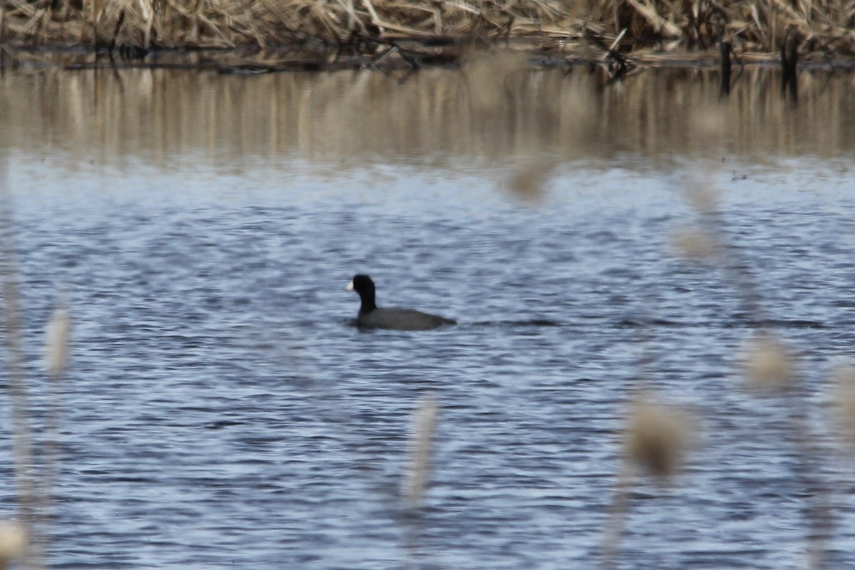 American Coot (Red-shielded) - ML404566431