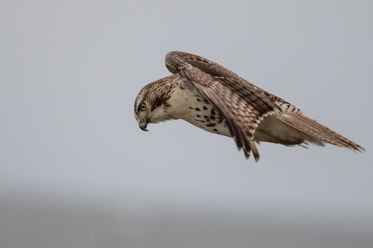 Red-tailed Hawk - Luke Robertson