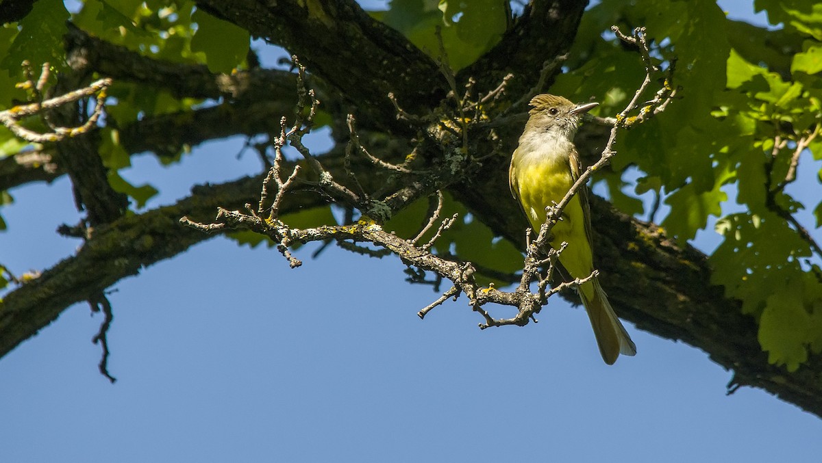 Great Crested Flycatcher - ML40456821